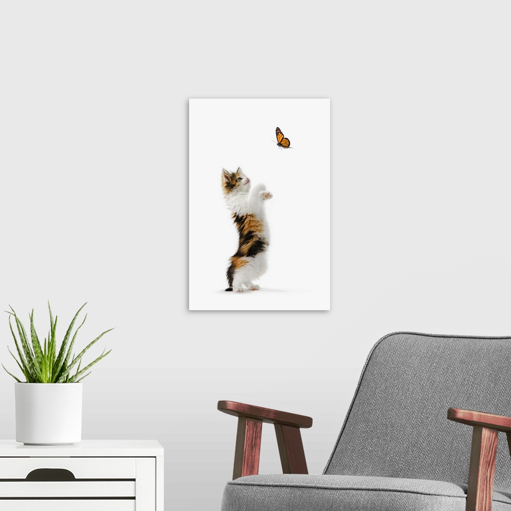 A modern room featuring Kitten And Monarch Butterfly