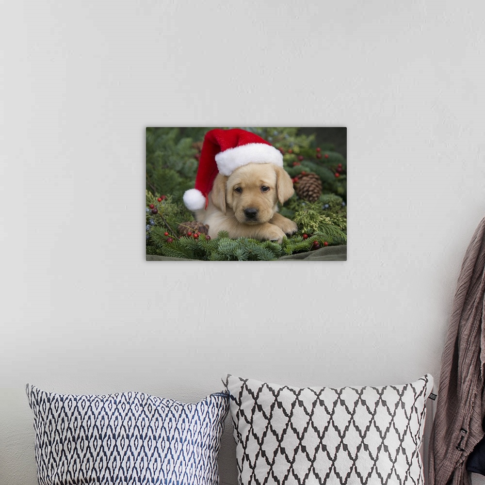 A bohemian room featuring Labrador Retriever Puppy With Santa Hat In A Christmas Wreath; Maui, Hawaii
