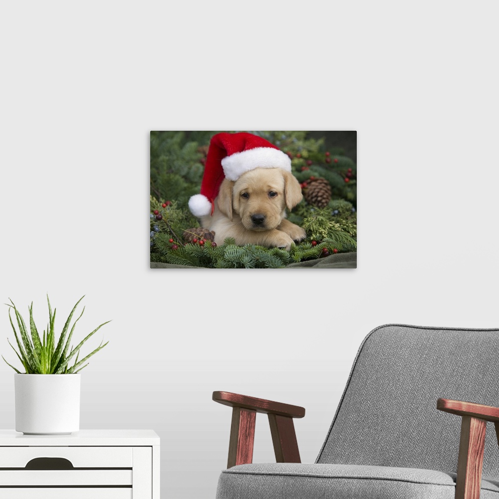 A modern room featuring Labrador Retriever Puppy With Santa Hat In A Christmas Wreath; Maui, Hawaii