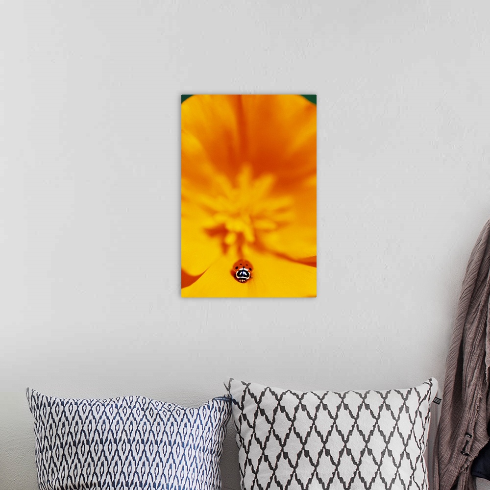 A bohemian room featuring Ladybug On Poppy Flower Petal