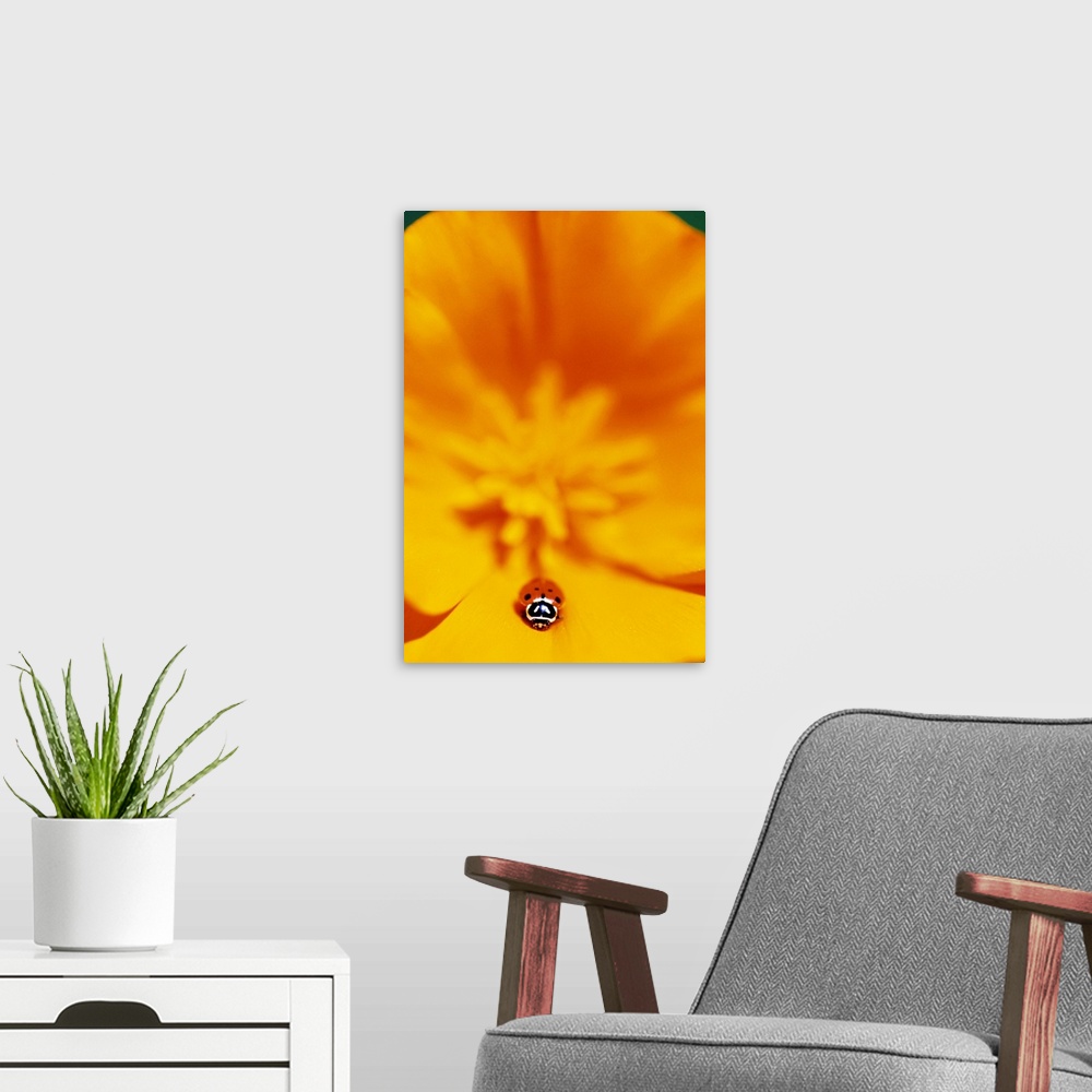 A modern room featuring Ladybug On Poppy Flower Petal