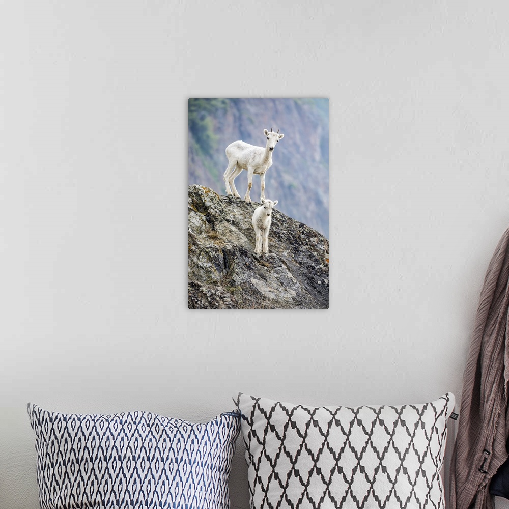 A bohemian room featuring A lamb and an older Dall sheep (Ovis dalli) look at camera from their rocky hillside in the Windy...