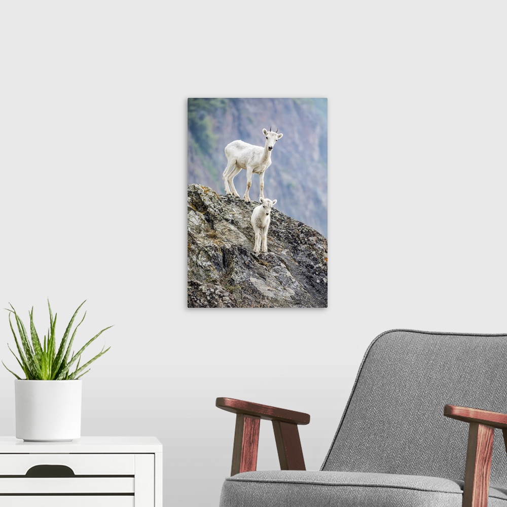 A modern room featuring A lamb and an older Dall sheep (Ovis dalli) look at camera from their rocky hillside in the Windy...