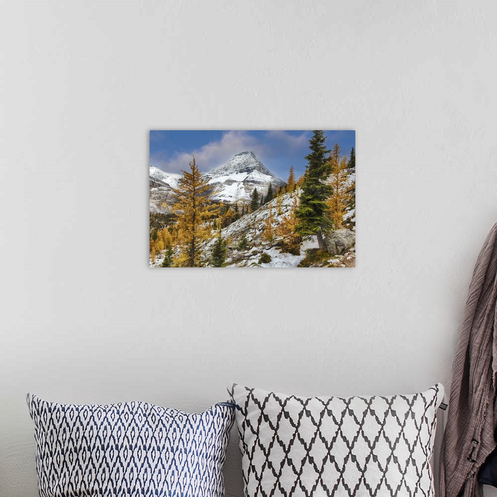 A bohemian room featuring Larch Trees In Autumn, Rocky Mountains Of Yoho National Park, British Columbia, Canada