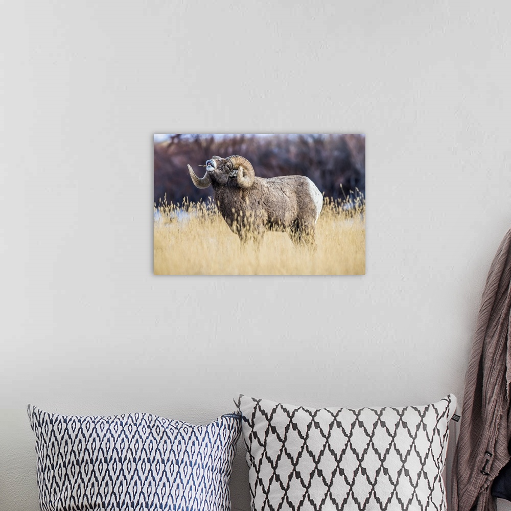A bohemian room featuring Large Bighorn Sheep ram (Ovis canadensis) with massive horns performs lip curl (flehmen) display ...