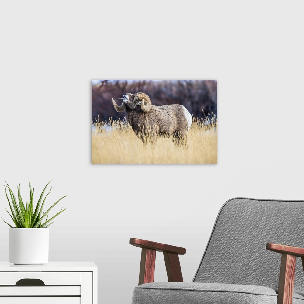 A modern room featuring Large Bighorn Sheep ram (Ovis canadensis) with massive horns performs lip curl (flehmen) display ...