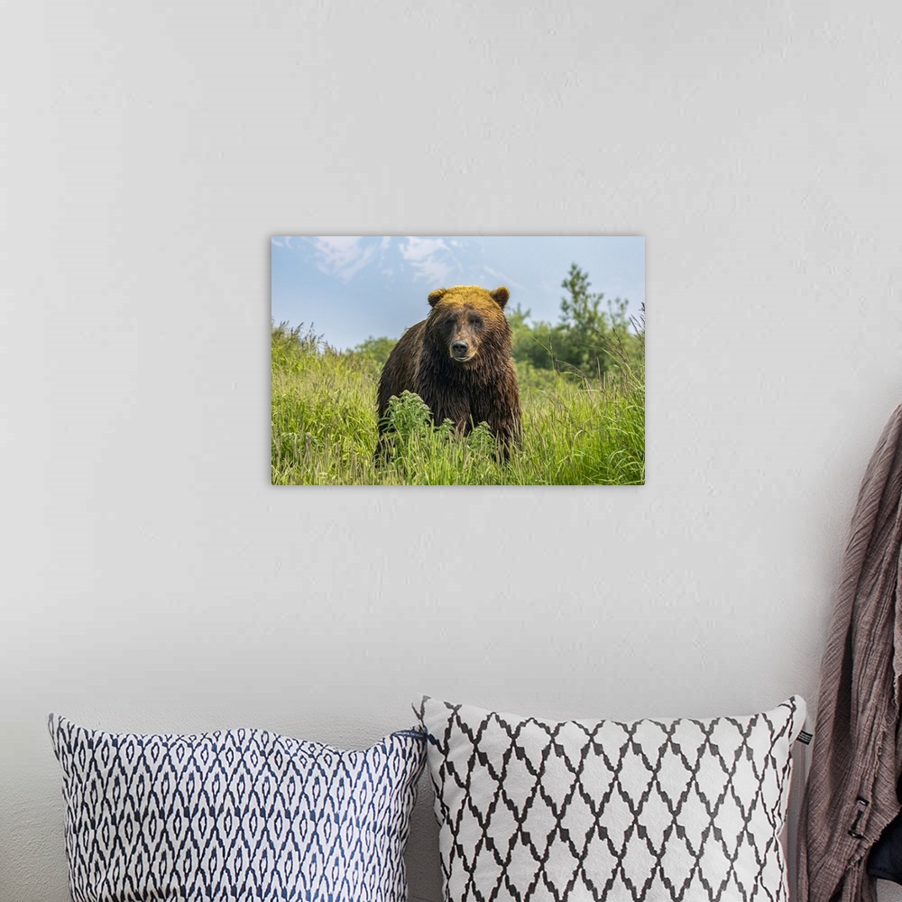 A bohemian room featuring Large brown bear boar (Ursus arctos) looking at camera, Alaska Wildlife Conservation Center, Sout...