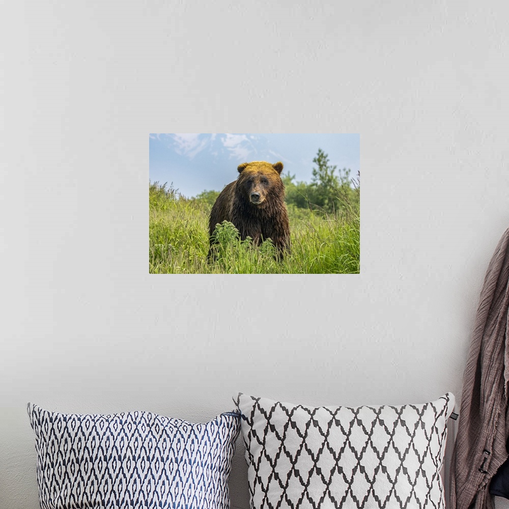 A bohemian room featuring Large brown bear boar (Ursus arctos) looking at camera, Alaska Wildlife Conservation Center, Sout...