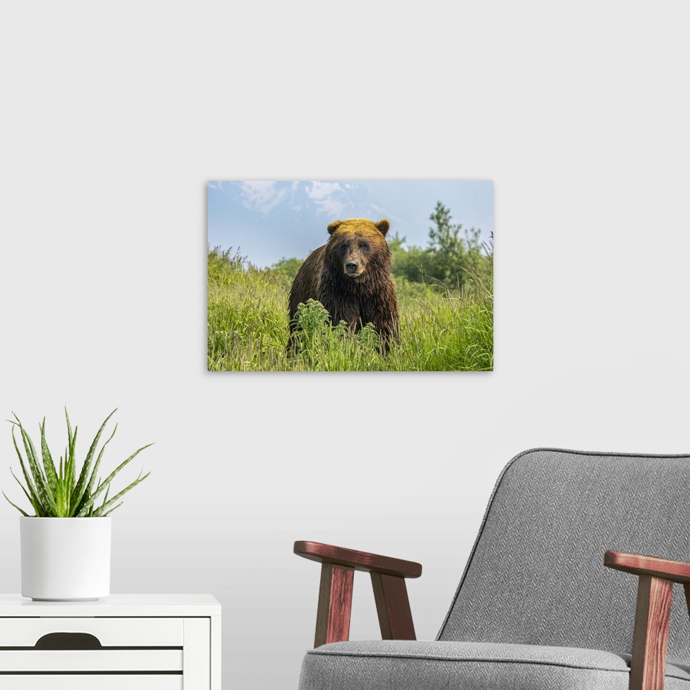 A modern room featuring Large brown bear boar (Ursus arctos) looking at camera, Alaska Wildlife Conservation Center, Sout...