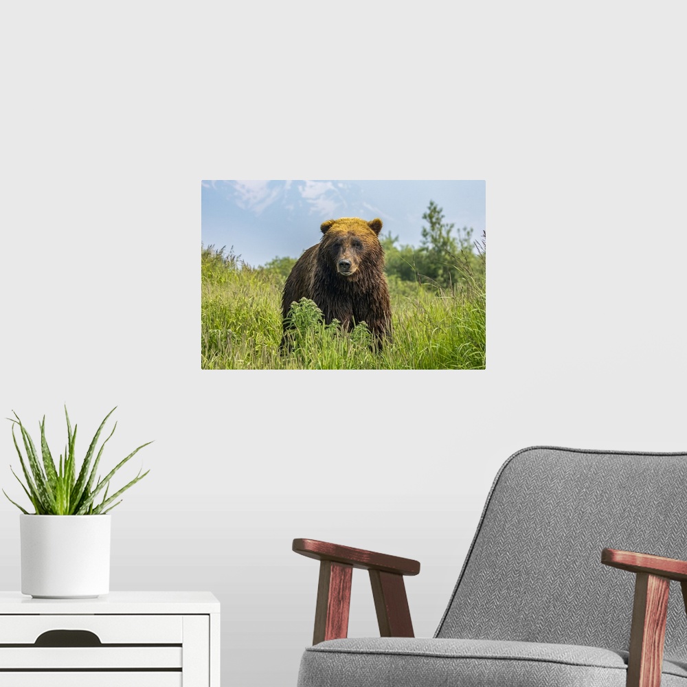 A modern room featuring Large brown bear boar (Ursus arctos) looking at camera, Alaska Wildlife Conservation Center, Sout...