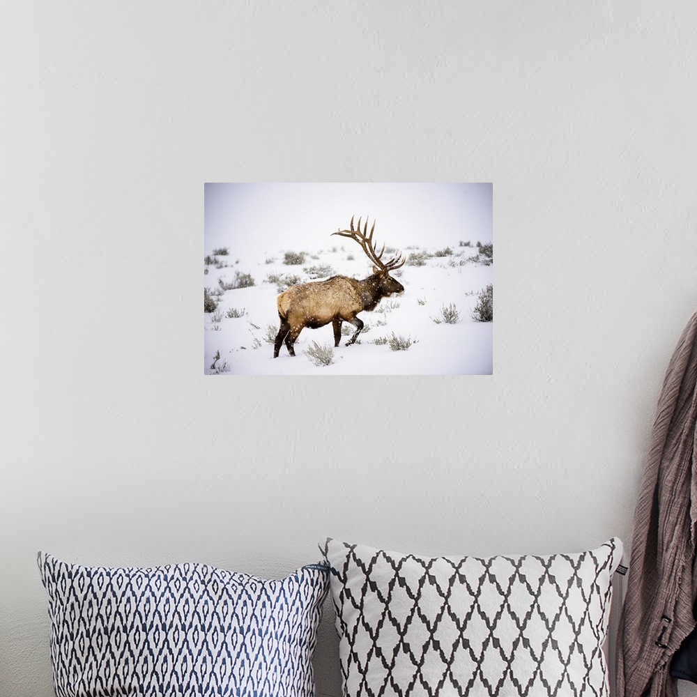A bohemian room featuring Large bull Elk (Cervus canadensis) with majestic antlers walking through winter snowstorm in Yell...