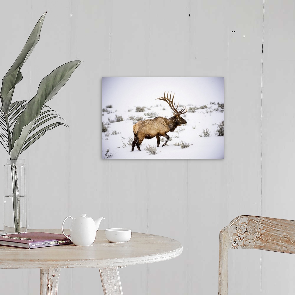 A farmhouse room featuring Large bull Elk (Cervus canadensis) with majestic antlers walking through winter snowstorm in Yell...