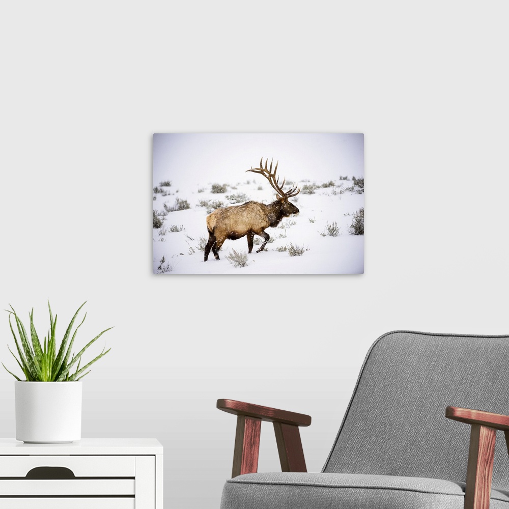 A modern room featuring Large bull Elk (Cervus canadensis) with majestic antlers walking through winter snowstorm in Yell...