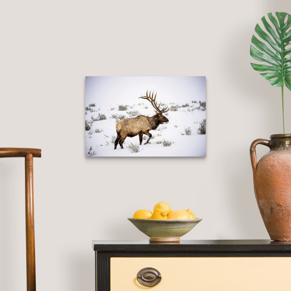 A traditional room featuring Large bull Elk (Cervus canadensis) with majestic antlers walking through winter snowstorm in Yell...