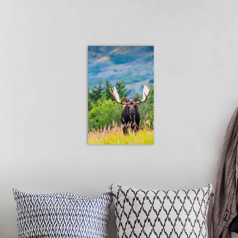 A bohemian room featuring Large bull moose standing in brush near Powerline Pass in the Chugach State Park, near Anchorage,...