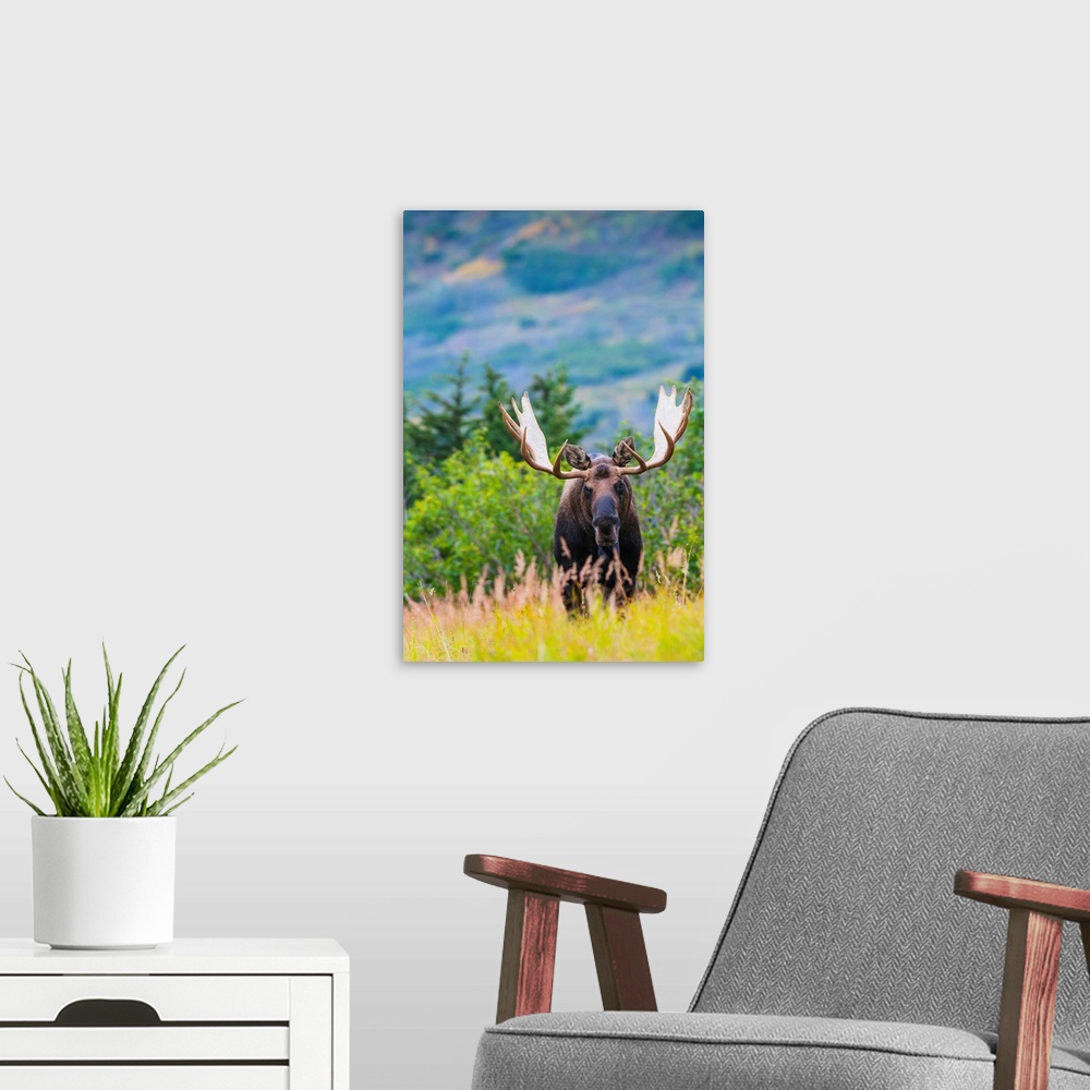 A modern room featuring Large bull moose standing in brush near Powerline Pass in the Chugach State Park, near Anchorage,...