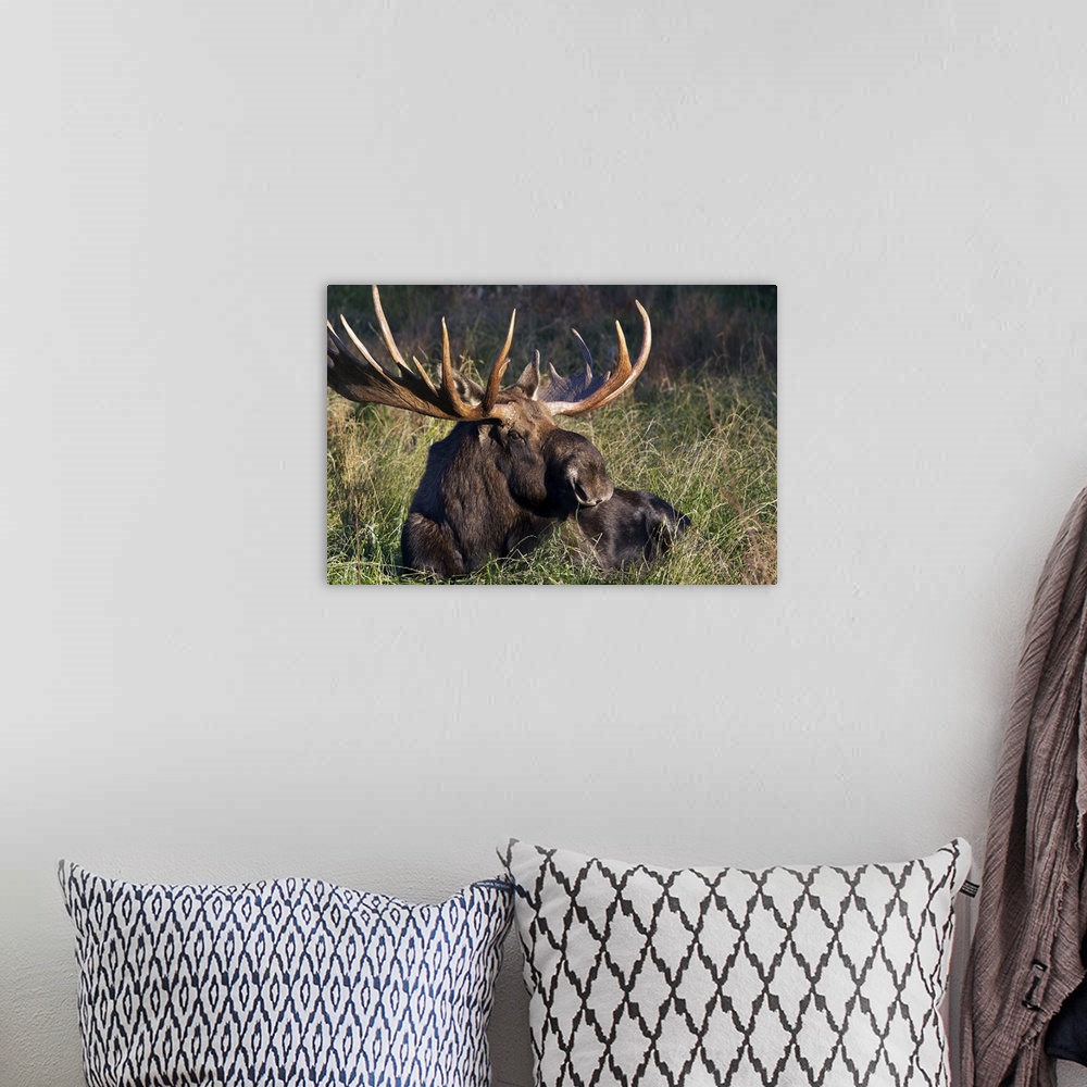 A bohemian room featuring Large Bull Moose resting in grass, Anchorage coastline, Southcentral Alaska, Autumn