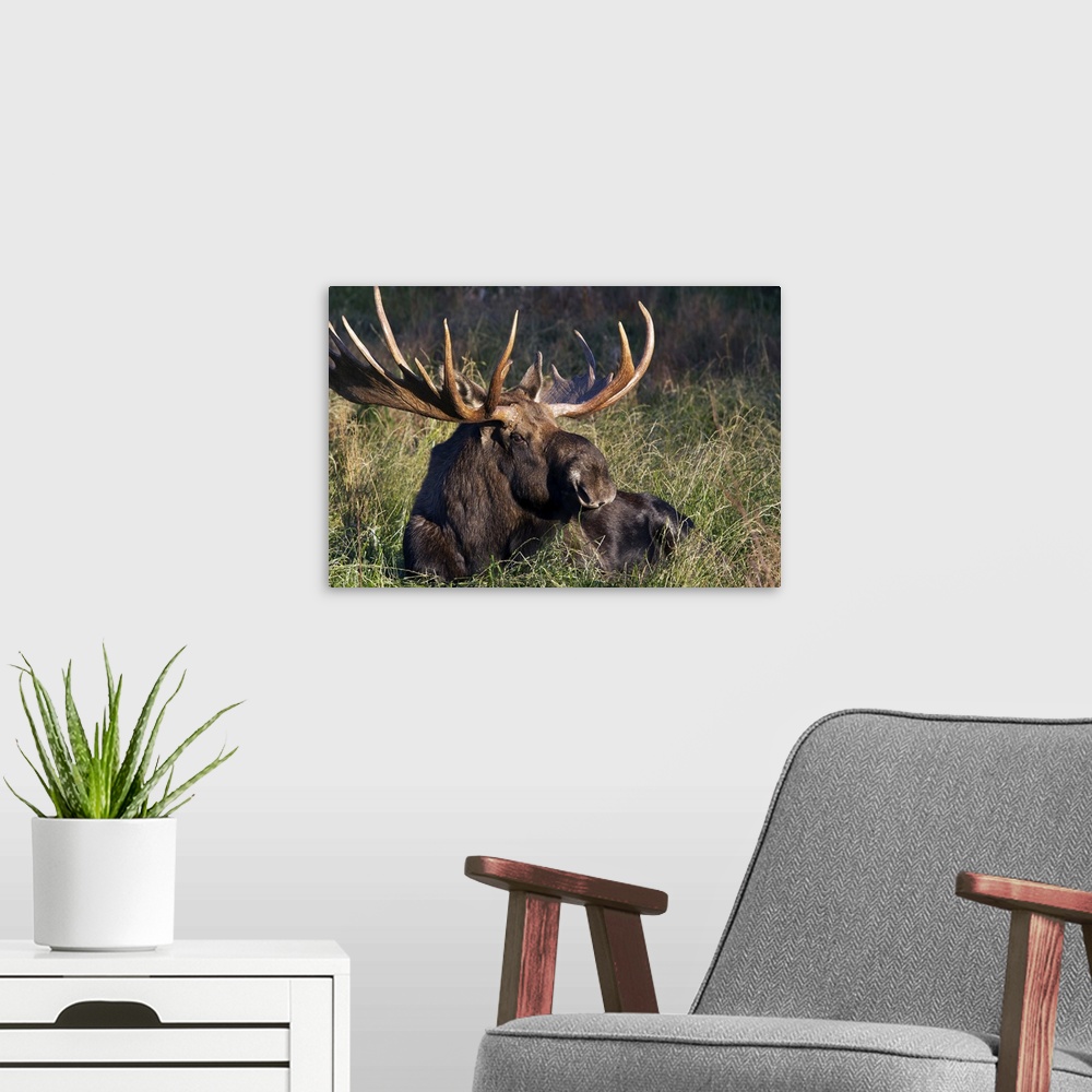 A modern room featuring Large Bull Moose resting in grass, Anchorage coastline, Southcentral Alaska, Autumn