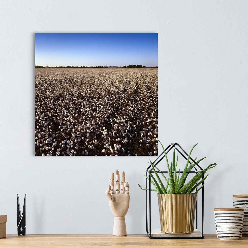 A bohemian room featuring Large field of harvest stage cotton with farm buildings and grain bins in late afternoon