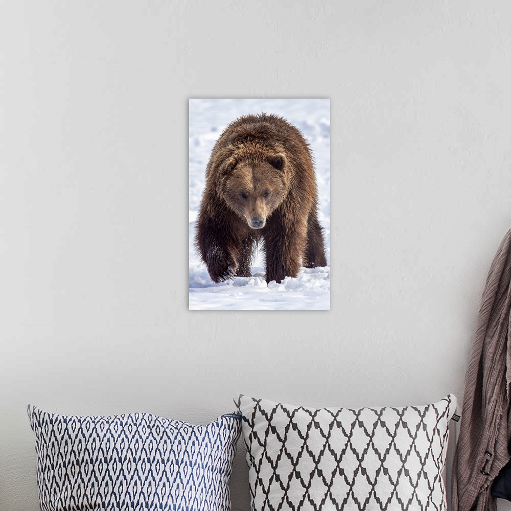 A bohemian room featuring Large male brown bear (ursus arctos) walks towards camera in snow, captive at Alaska wildlife con...