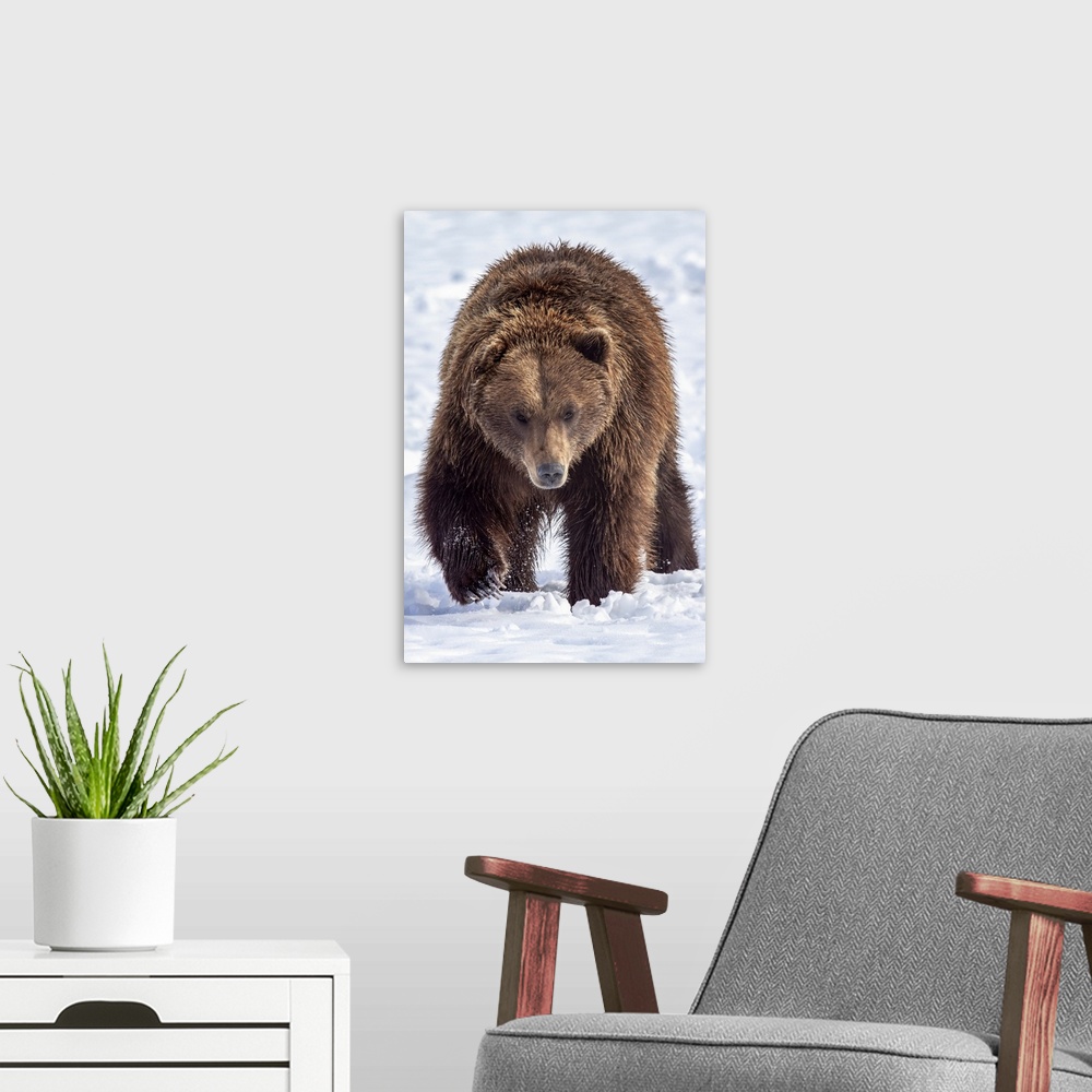 A modern room featuring Large male brown bear (ursus arctos) walks towards camera in snow, captive at Alaska wildlife con...