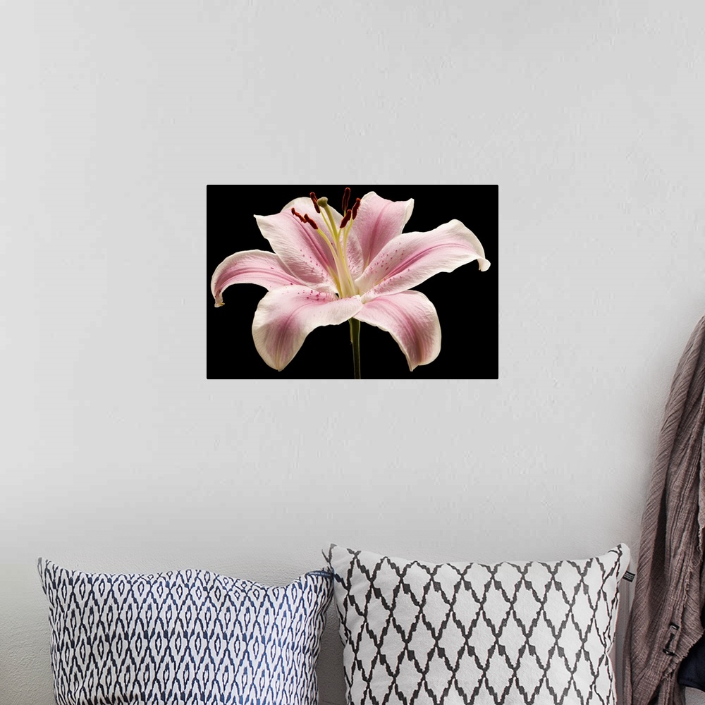 A bohemian room featuring Large pink lily flower with black background.