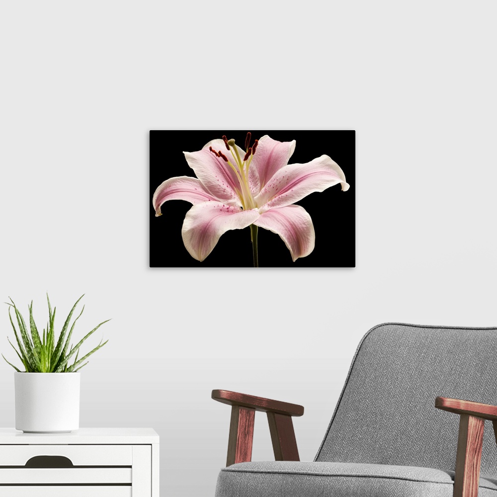 A modern room featuring Large pink lily flower with black background.