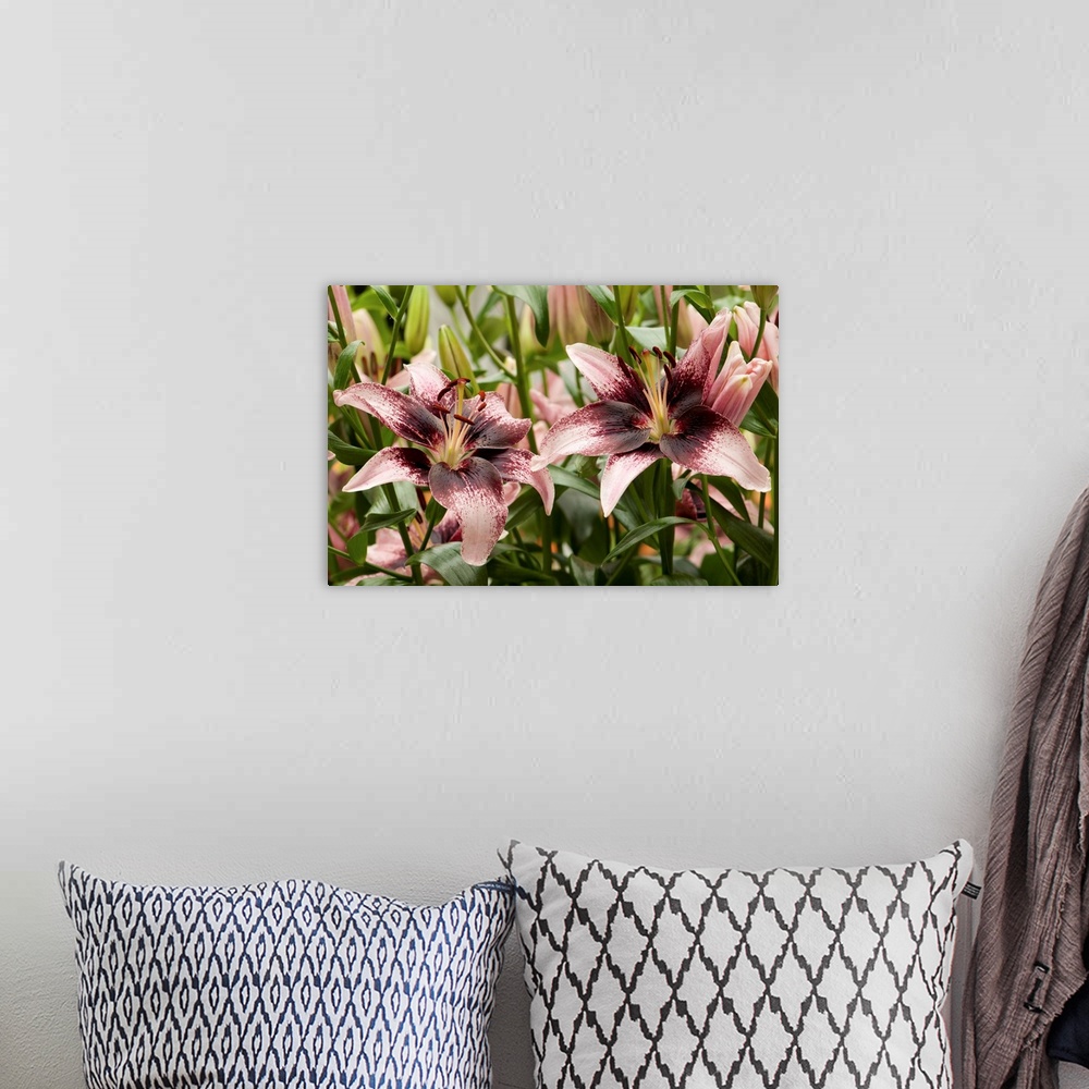 A bohemian room featuring Large, pink oriental lilies. Longwood Gardens, Pennsylvania.