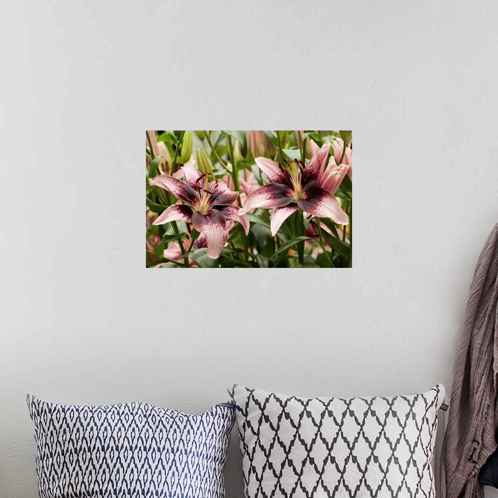 A bohemian room featuring Large, pink oriental lilies. Longwood Gardens, Pennsylvania.