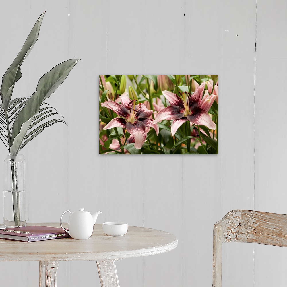 A farmhouse room featuring Large, pink oriental lilies. Longwood Gardens, Pennsylvania.