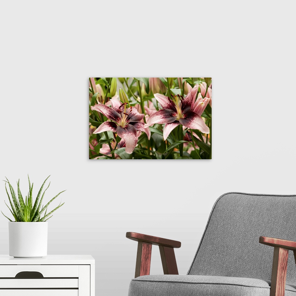 A modern room featuring Large, pink oriental lilies. Longwood Gardens, Pennsylvania.