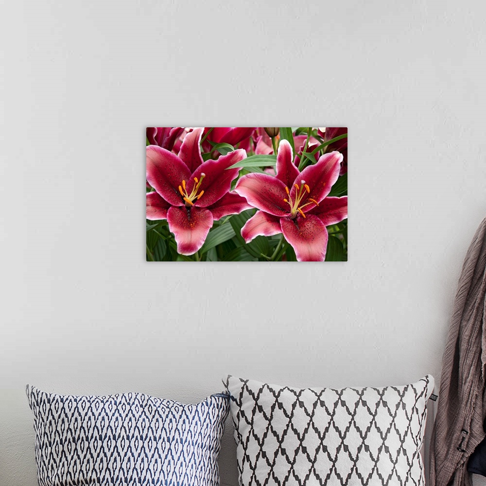 A bohemian room featuring Large red lily flowers.