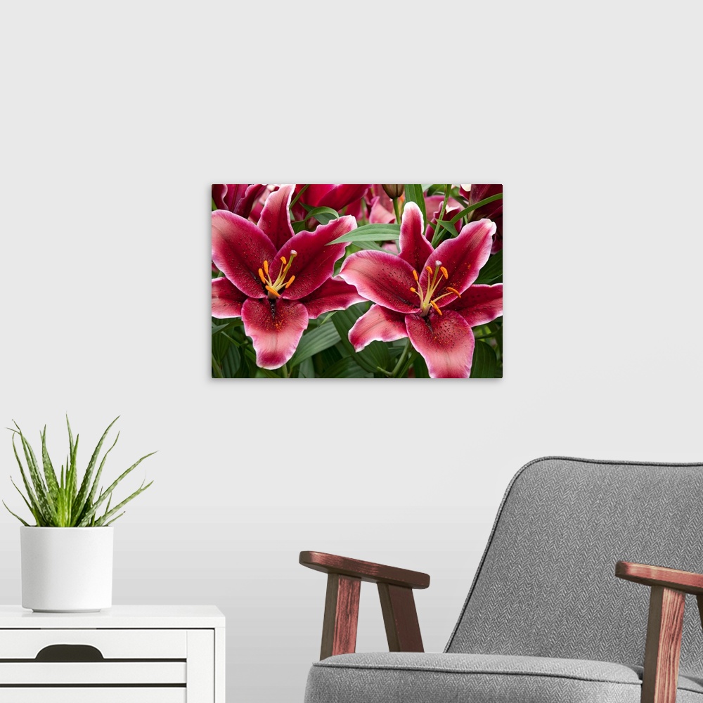 A modern room featuring Large red lily flowers.