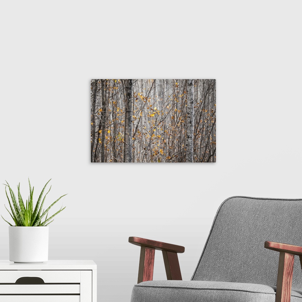A modern room featuring Last of the leaves on the trees in a forest in autumn; Thunder Bay, Ontario, Canada.