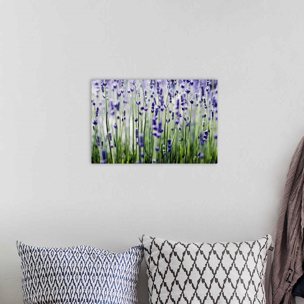 A bohemian room featuring Lavender (Lavandula Angustifolia) Sprigs Growing In Field