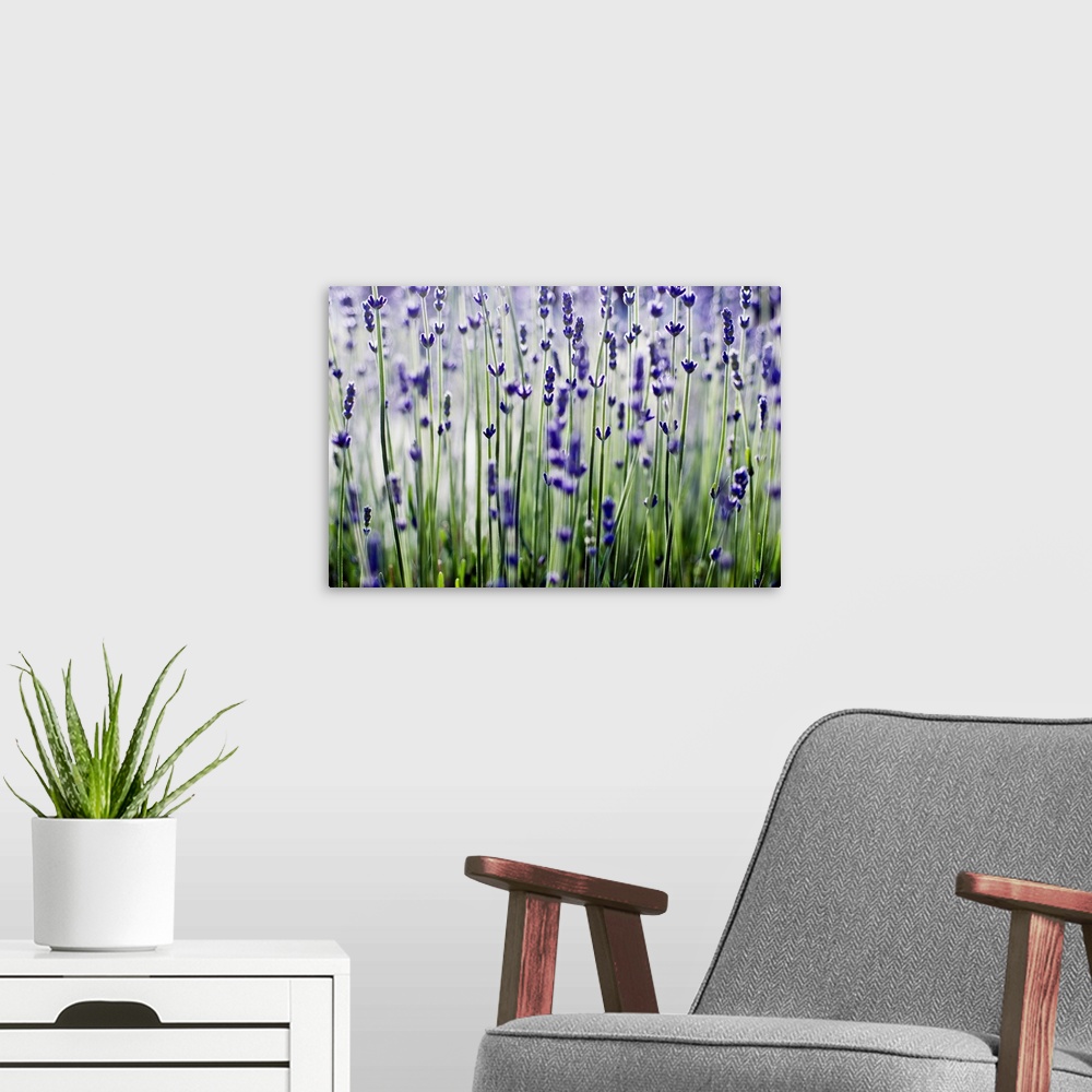 A modern room featuring Lavender (Lavandula Angustifolia) Sprigs Growing In Field