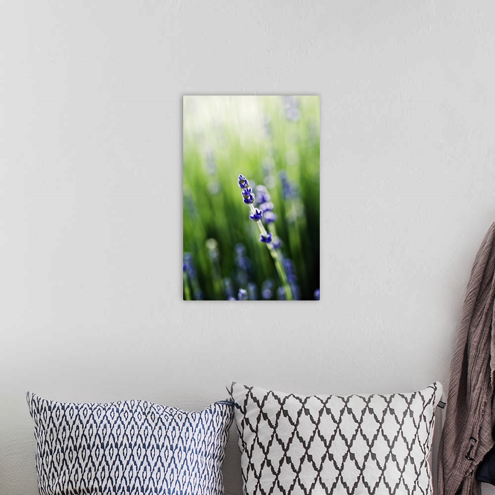 A bohemian room featuring Lavender (Lavandula Angustifolia) Stem And Blossoms In Field