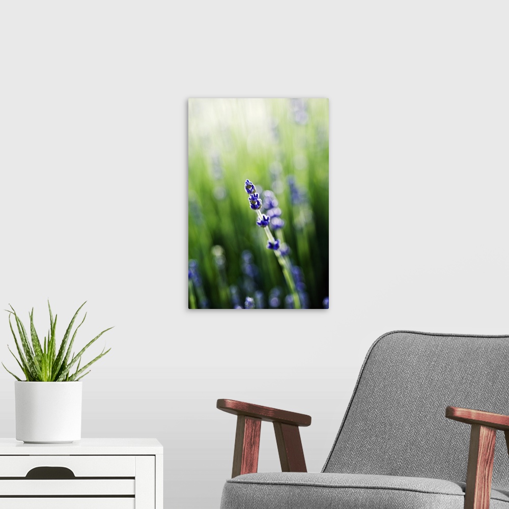 A modern room featuring Lavender (Lavandula Angustifolia) Stem And Blossoms In Field
