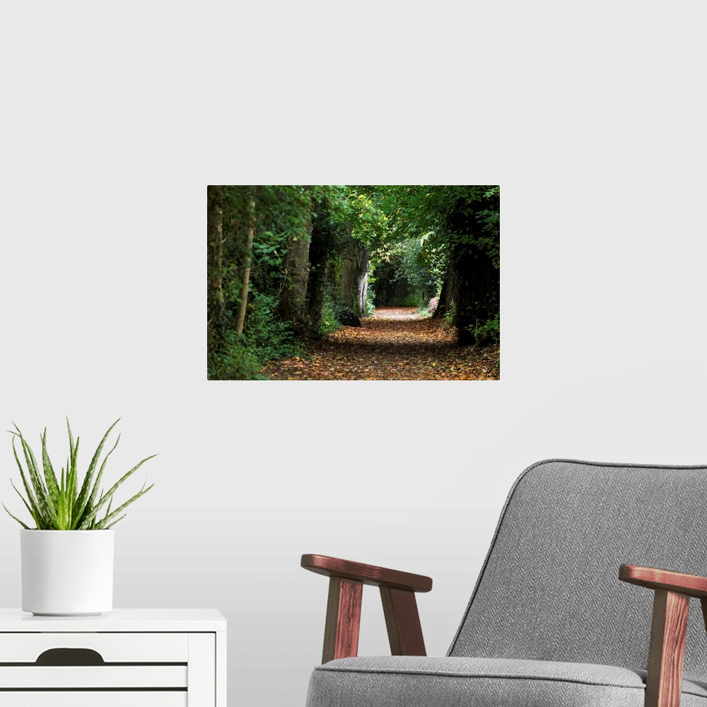 A modern room featuring Leaf covered pathway in dense forest with sunlight in the distance, Cahir, County Tipperary, Irel...