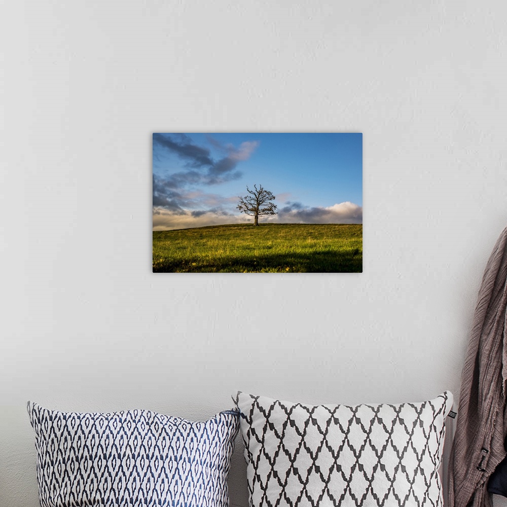 A bohemian room featuring Leafless tree in a grass field with clouds on the horizon, North Downs Way; Kent, England