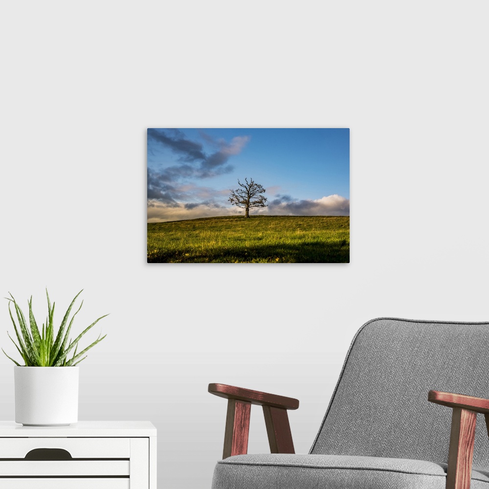A modern room featuring Leafless tree in a grass field with clouds on the horizon, North Downs Way; Kent, England