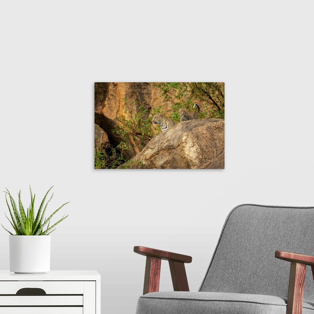 A modern room featuring Leopard and cub (Panthera pardus) look out from rock; Kenya