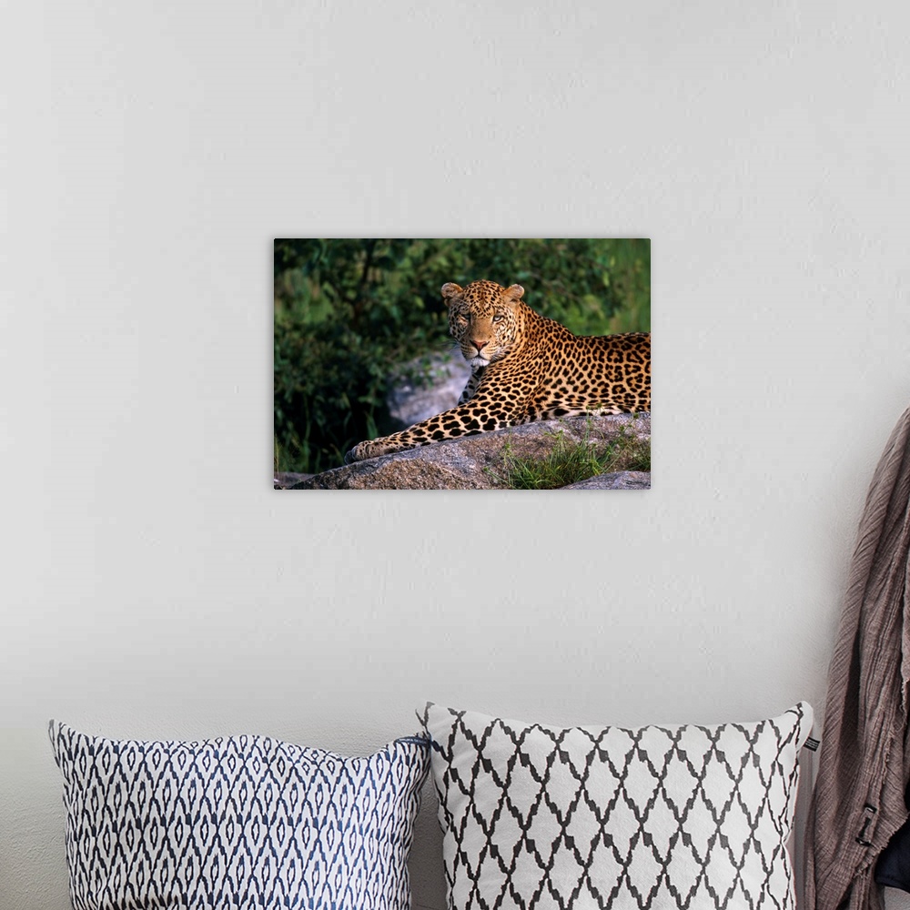 A bohemian room featuring Leopard Laying On Kopje, Serengeti National Park