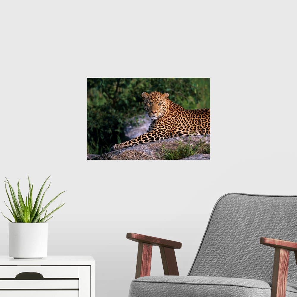 A modern room featuring Leopard Laying On Kopje, Serengeti National Park