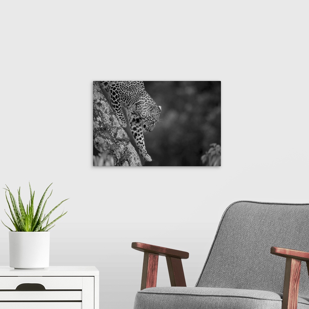 A modern room featuring Close-up of a leopard (panthera pardus) lifting its paw walking down a branch at the Kicheche bus...