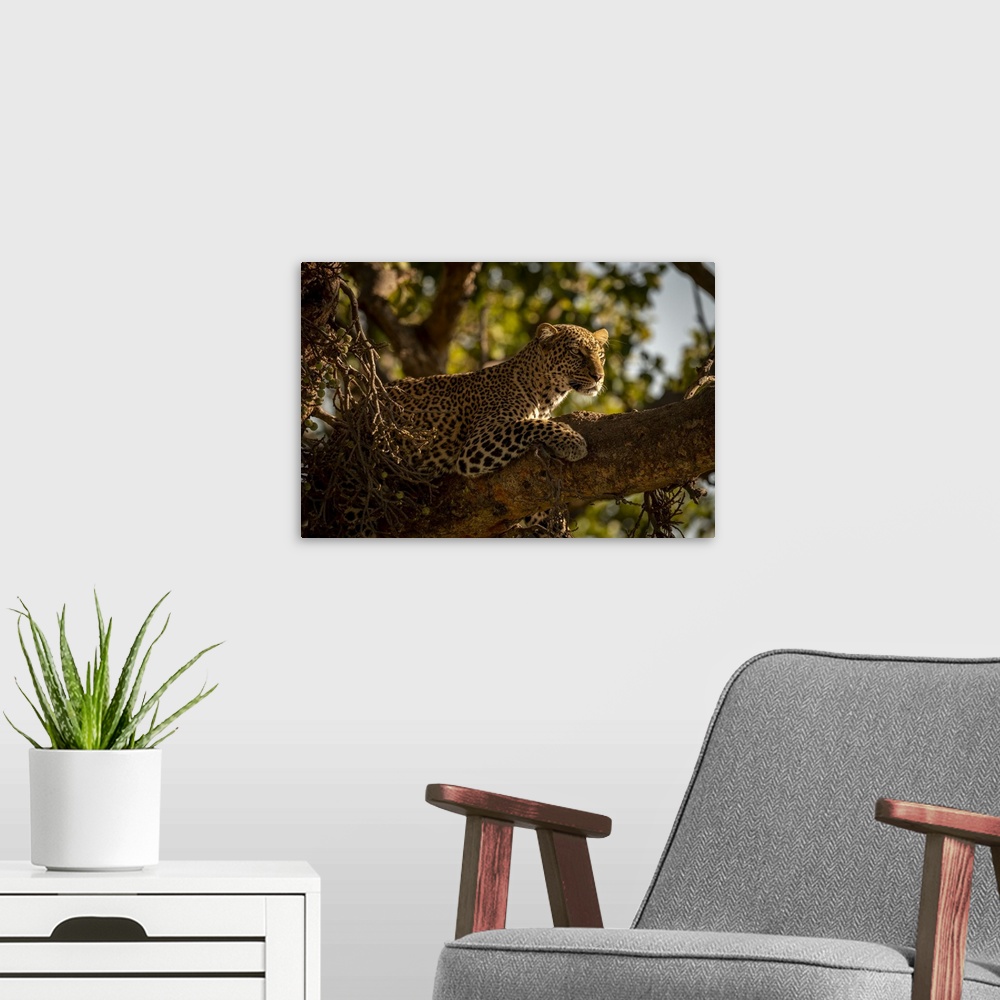 A modern room featuring A leopard (Panthera pardus) lies on the branch of a tree with it's head up. It has black spots on...