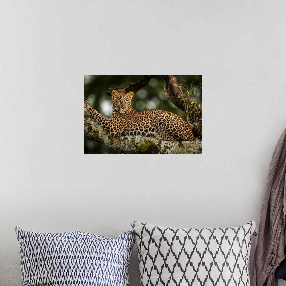 A bohemian room featuring Close-up of leopard (Panthera pardus) lying on lichen-covered branch looking back, Maasai Mara Na...