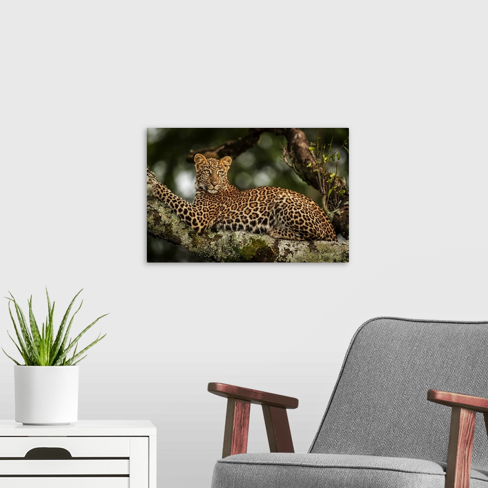 A modern room featuring Close-up of leopard (Panthera pardus) lying on lichen-covered branch looking back, Maasai Mara Na...