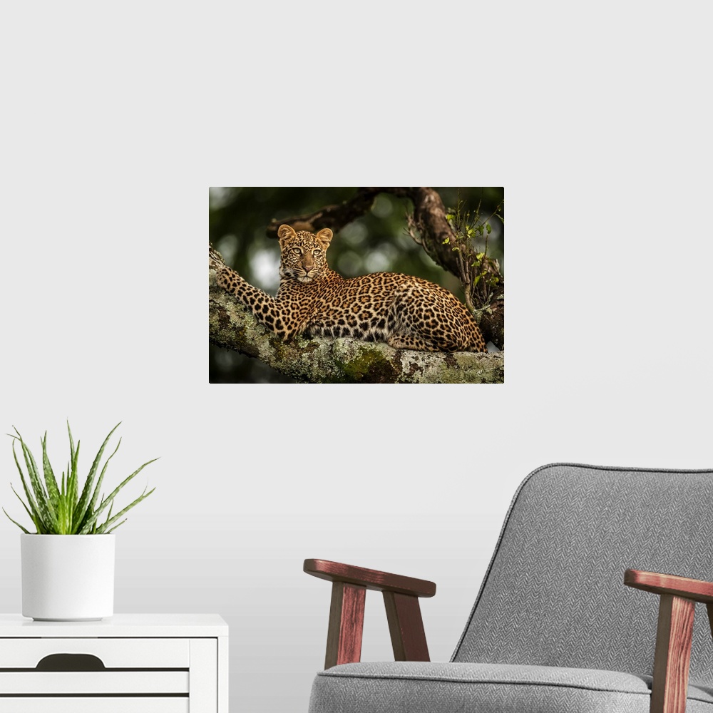 A modern room featuring Close-up of leopard (Panthera pardus) lying on lichen-covered branch looking back, Maasai Mara Na...