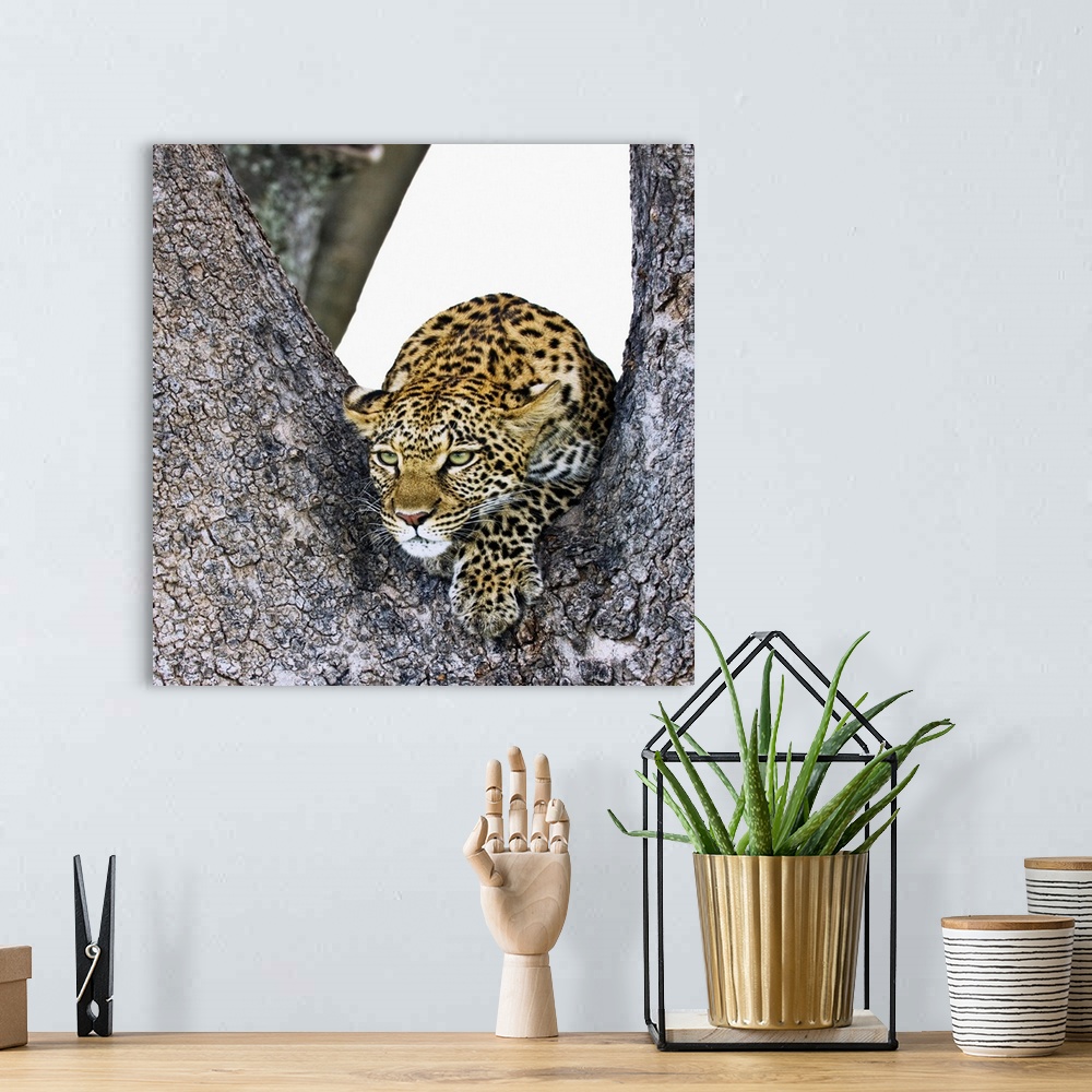 A bohemian room featuring Leopard (Panthera Pardus)